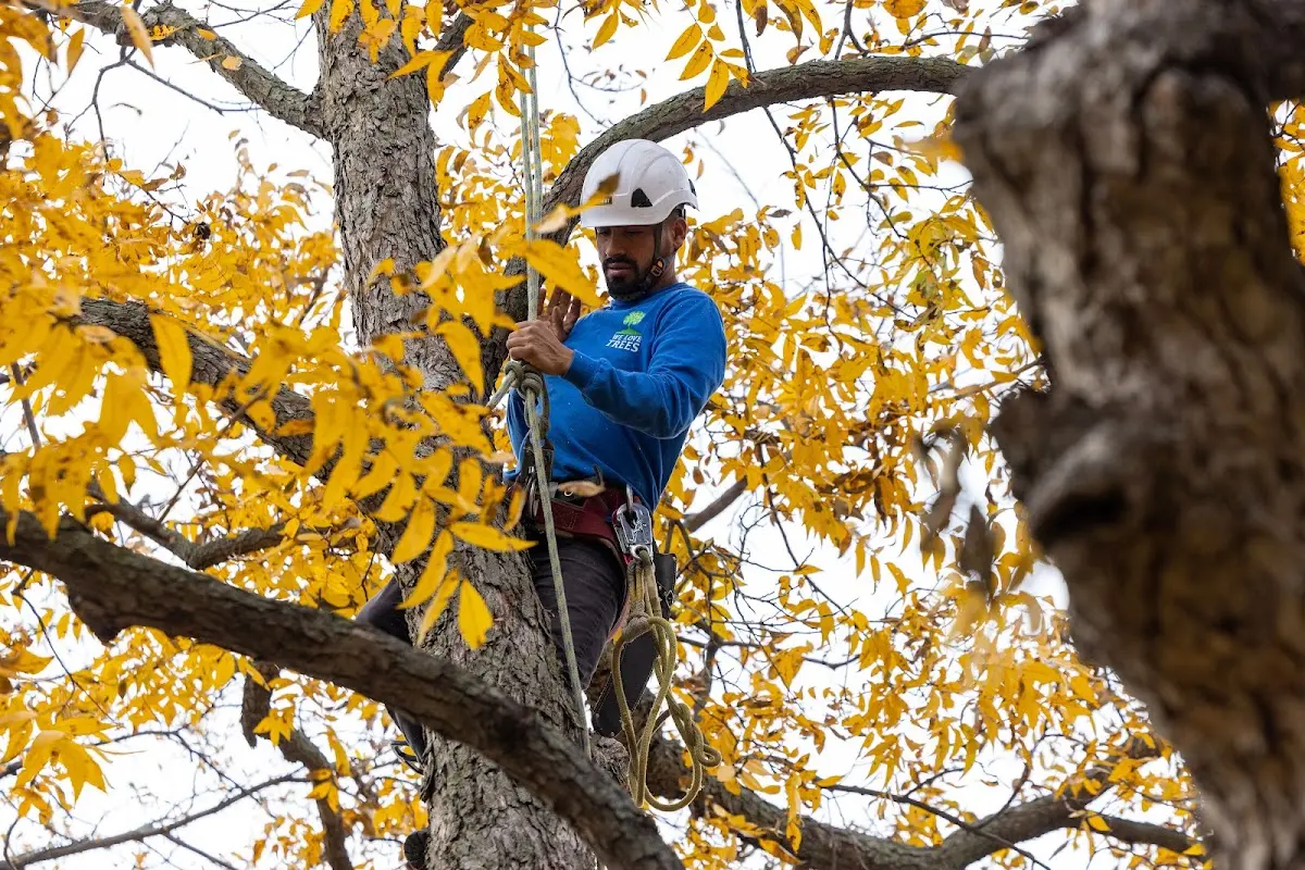 Skilled Tree Trimming crew working in Marshall
